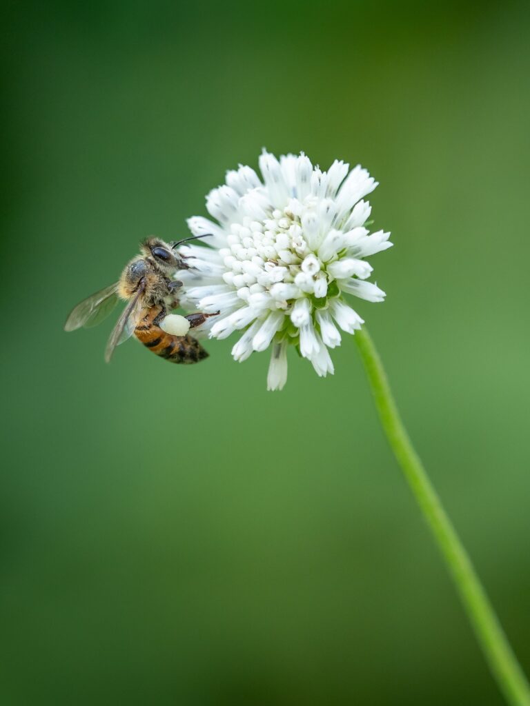 ape si posa sul fiore bianco