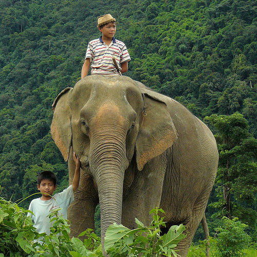 Elefante laotiano
