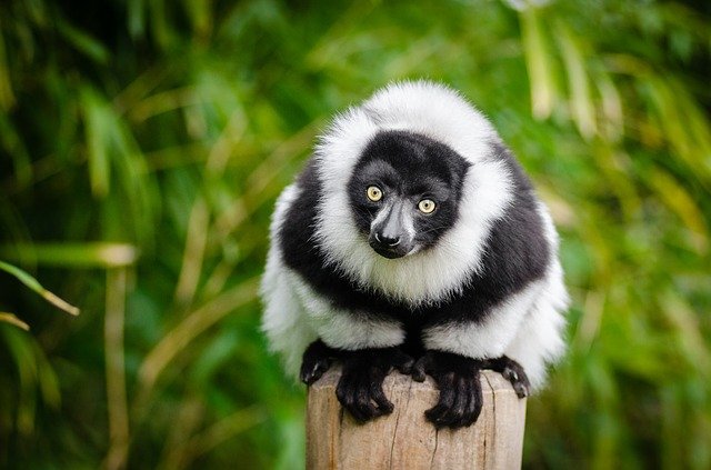 lemure