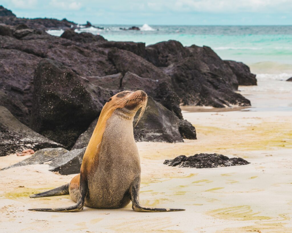 galapagos