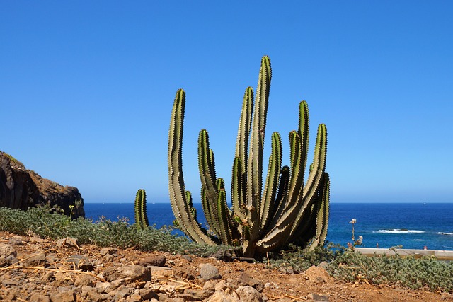 Vacanze sostenibili a Tenerife
turismo sostenibile a tenerife