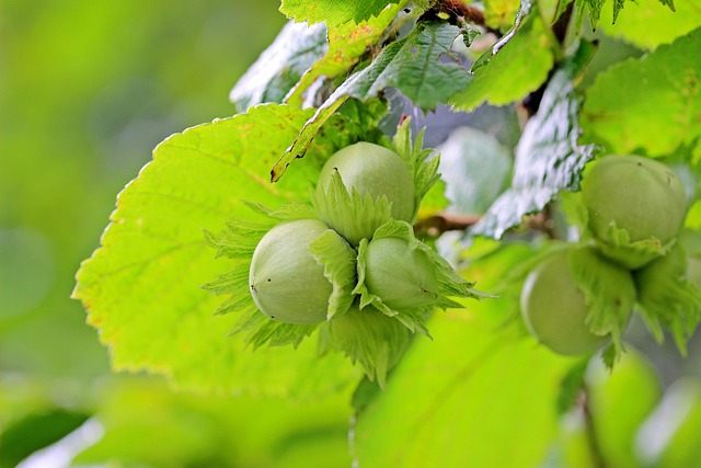 nocciole del lazio
turismo sostenibile nel lazio
